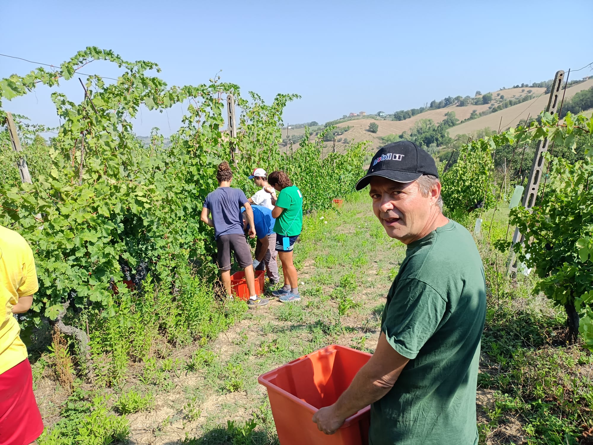 Vendemmia 2024 per Il Most